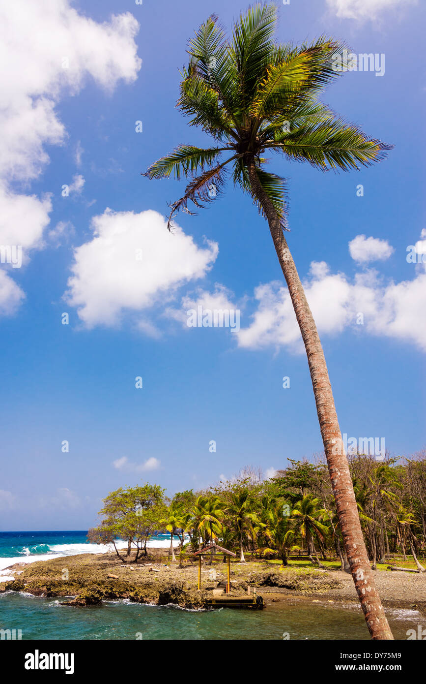 Tall Palm tree sulla costa caraibica vicino a Capurgana, Colombia Foto Stock