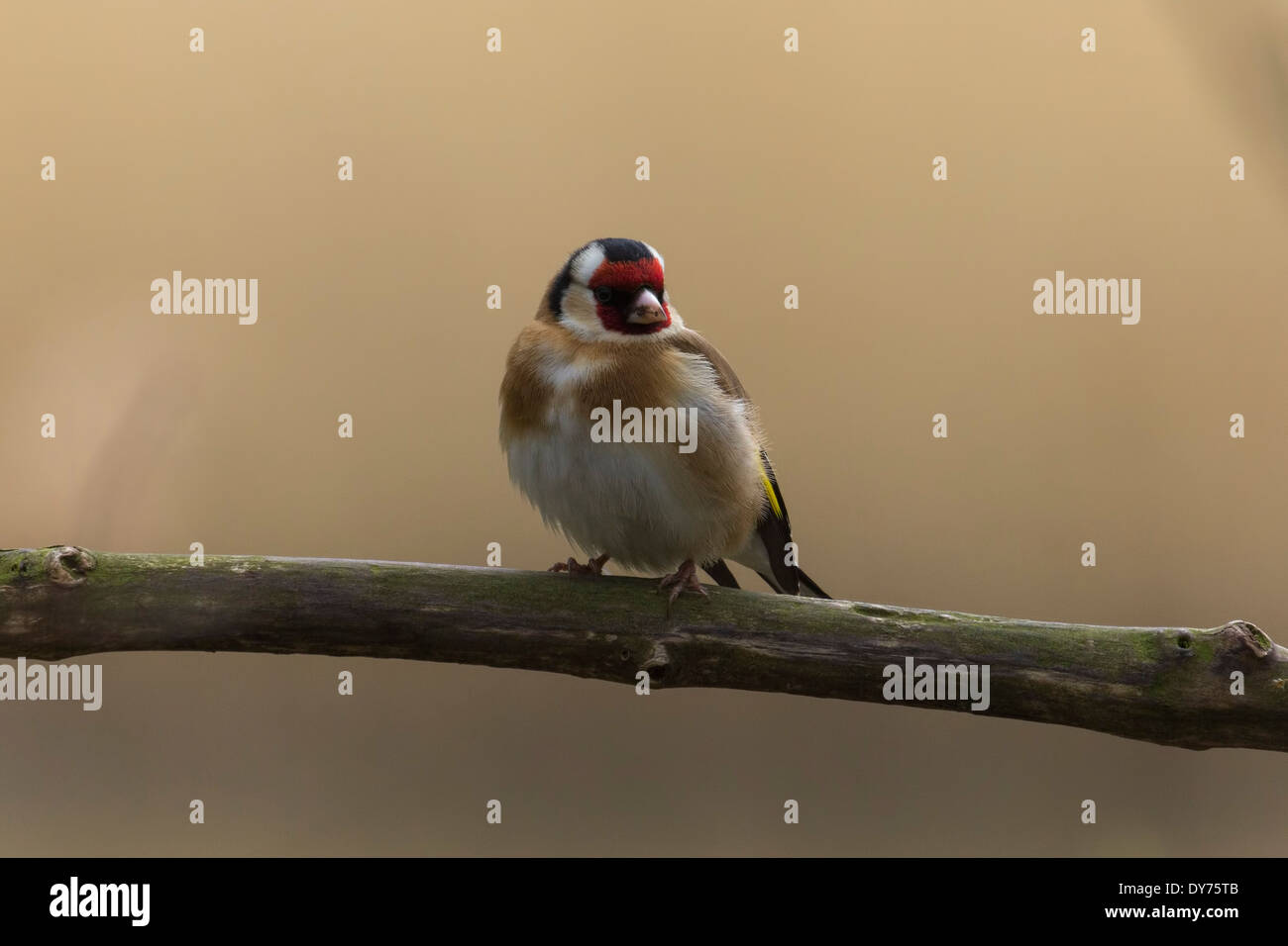 Un cardellino appollaiate in una foresta Foto Stock