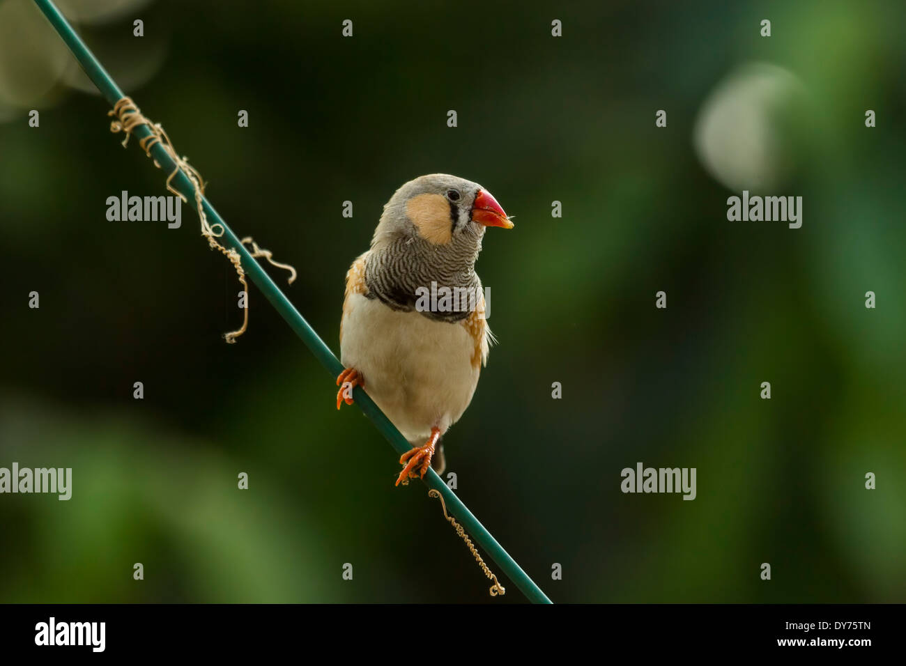 Un maschio di Zebra Finch (Taeniopygia guttata precedentemente Poephila guttata) arroccato su un filo, la scansione dei suoi dintorni. Foto Stock
