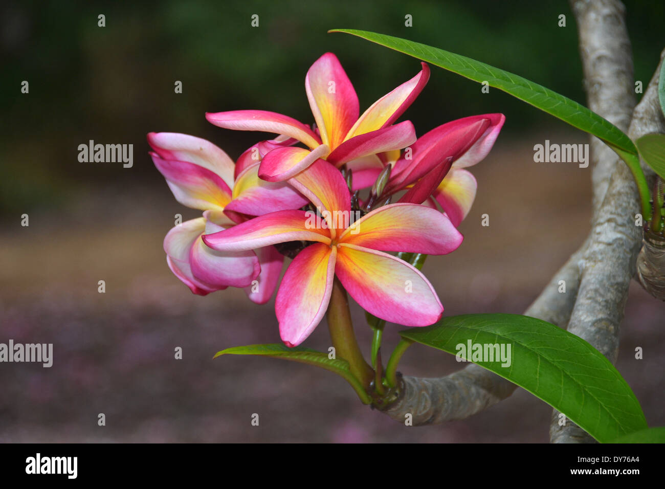 Fiori di Plumeria, Plumeria sp., Plumeria grove al Cratere Koko giardino botanico, Oahu, Hawaii, STATI UNITI D'AMERICA Foto Stock