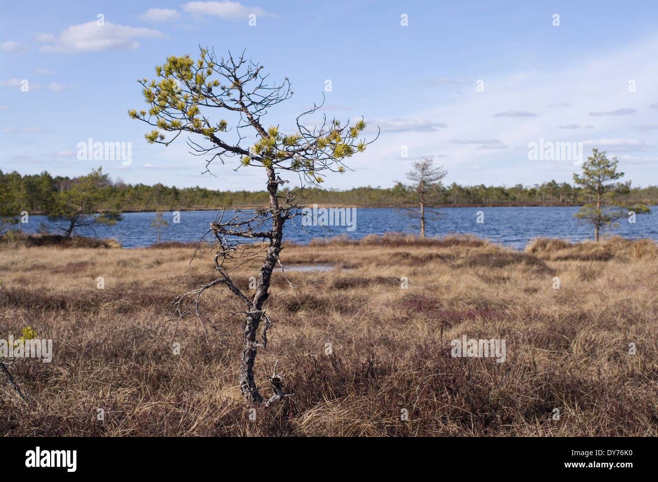 Öördi bog, Viljandi County, Soomaa National Park, Estonia UE Foto Stock
