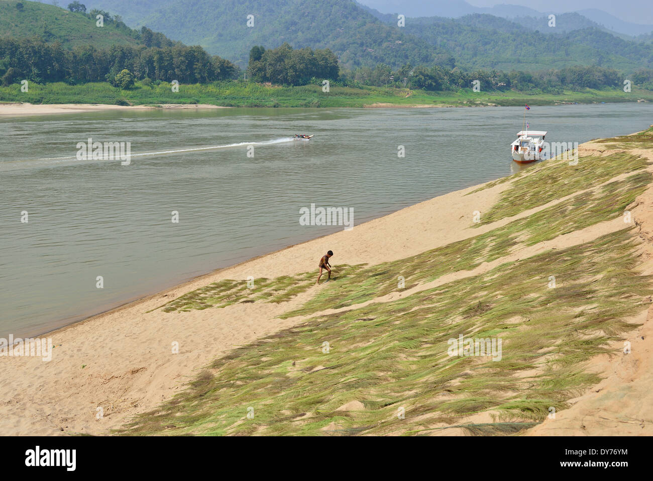 Hmong tribù villager che asciuga Brok Grass (thysanolaena maxima) per fare spazzole sulle rive del fiume Mekong, Laos, Sud-est asiatico Foto Stock