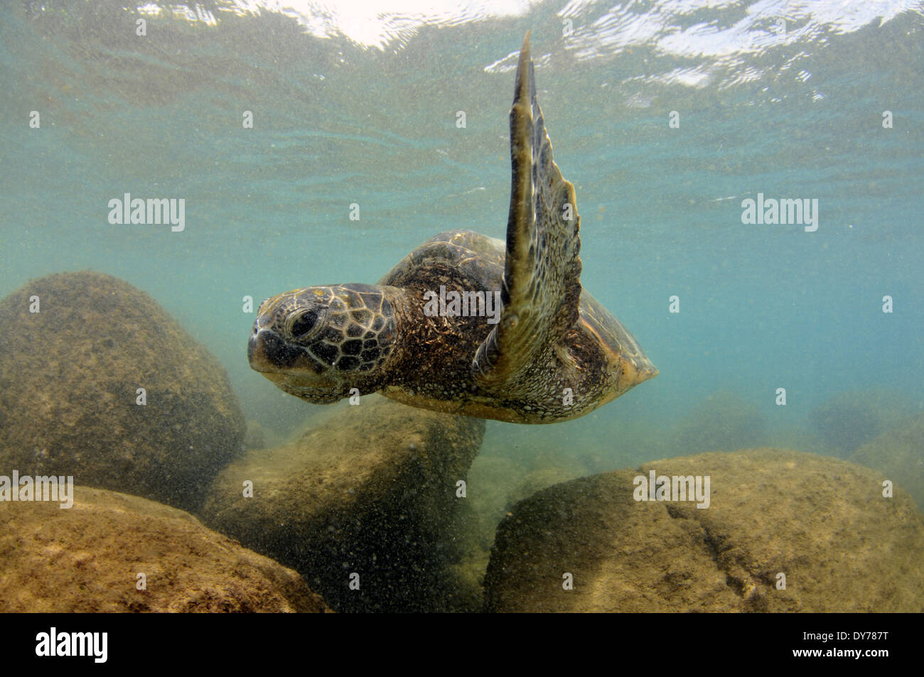 Tartaruga Verde, Chelonia Mydas, nuoto, North Shore Oahu, Hawaii, STATI UNITI D'AMERICA Foto Stock