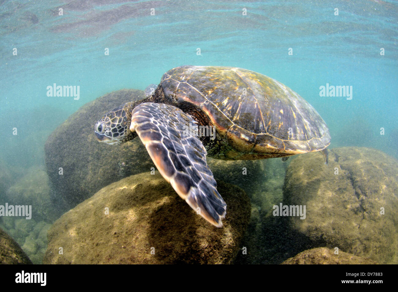 Tartaruga Verde, Chelonia Mydas, North Shore Oahu, Hawaii, STATI UNITI D'AMERICA Foto Stock
