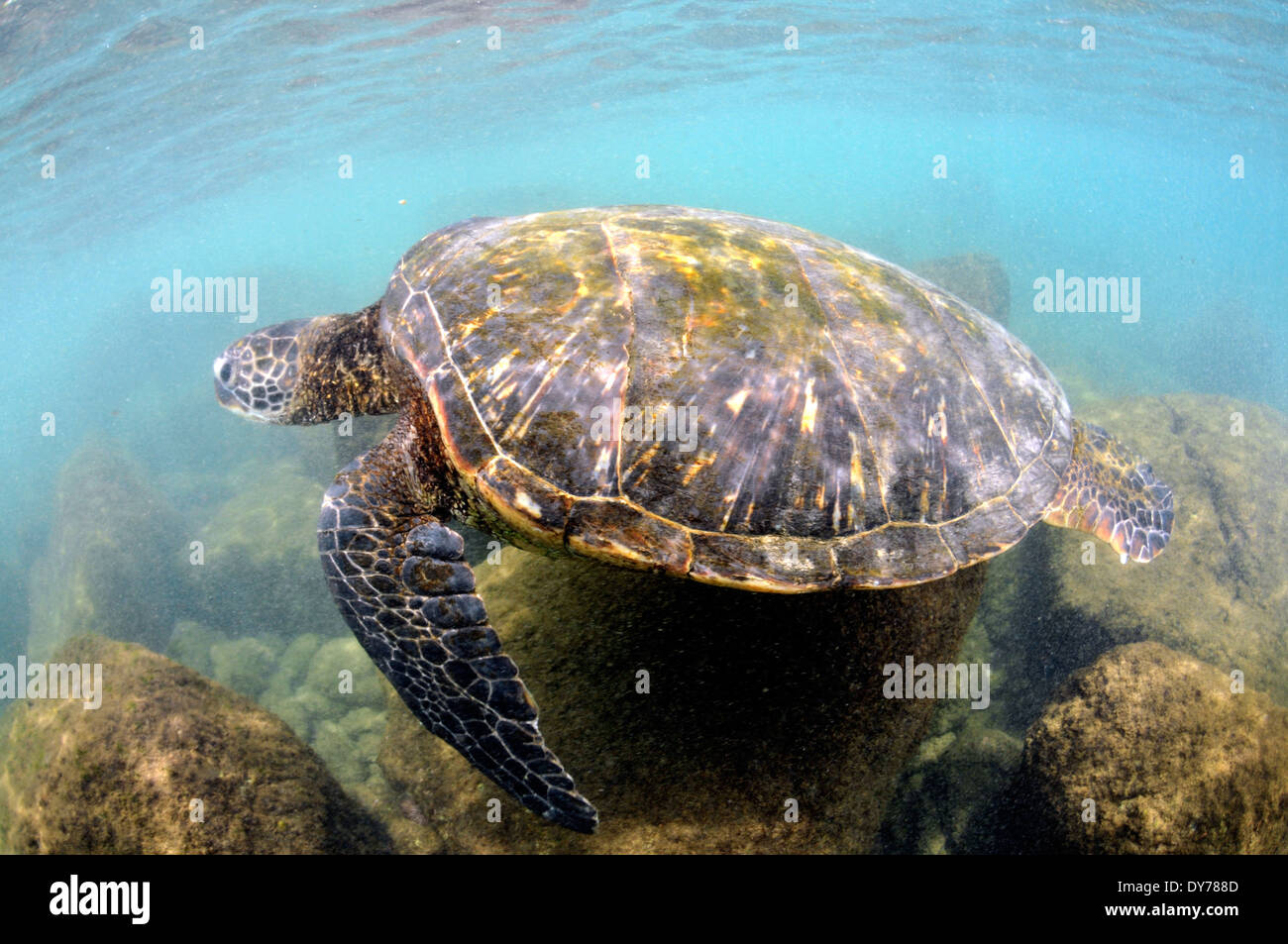 Tartaruga Verde, Chelonia Mydas, North Shore Oahu, Hawaii, STATI UNITI D'AMERICA Foto Stock