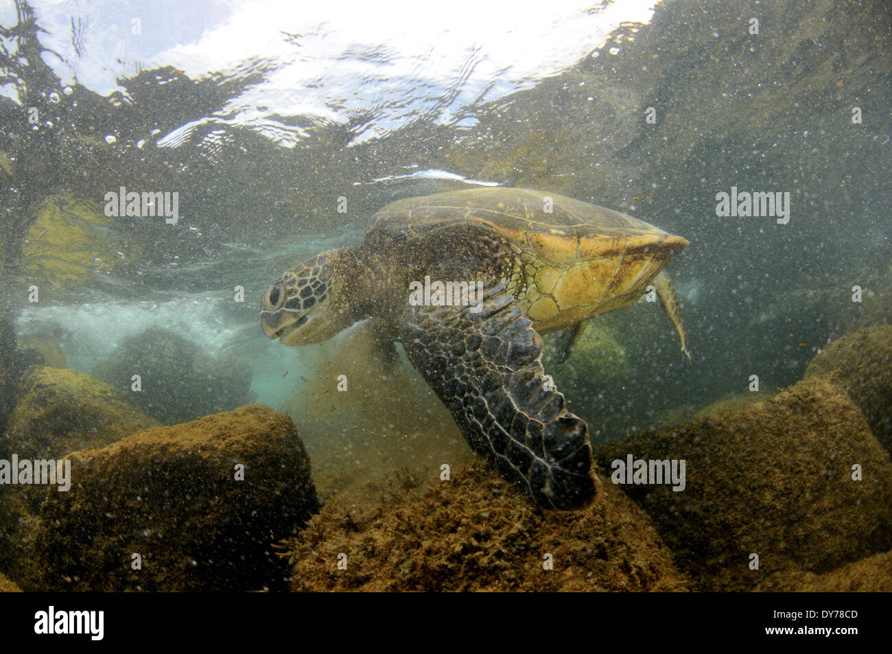 Tartaruga Verde, Chelonia Mydas, alimentando sulle rocce, North Shore Oahu, Hawaii, STATI UNITI D'AMERICA Foto Stock