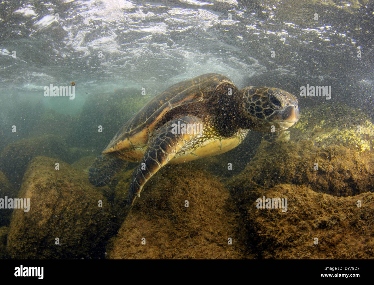 Tartaruga Verde, Chelonia Mydas, North Shore Oahu, Hawaii, STATI UNITI D'AMERICA Foto Stock