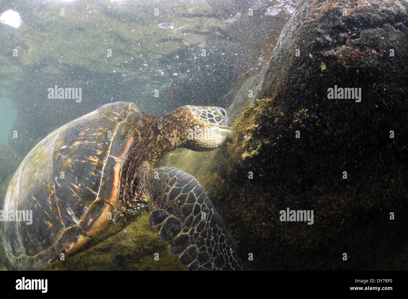 Tartaruga Verde, Chelonia Mydas, alimentando sulle rocce, North Shore Oahu, Hawaii, STATI UNITI D'AMERICA Foto Stock