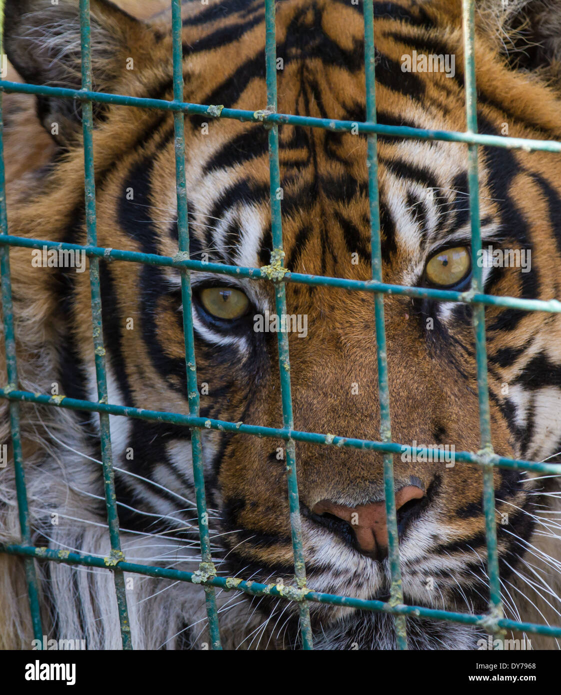 Close up di triste guardando caged Tiger dietro il recinto Foto Stock