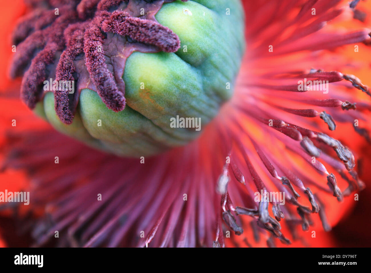 Bellissimo il papavero di piante e fiori al sole vicino fino Foto Stock