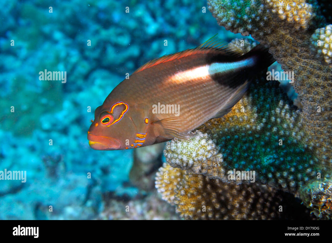 Arc-Eye Hawkfish, Paracirrhites arcatus, Oahu, Hawaii, STATI UNITI D'AMERICA Foto Stock