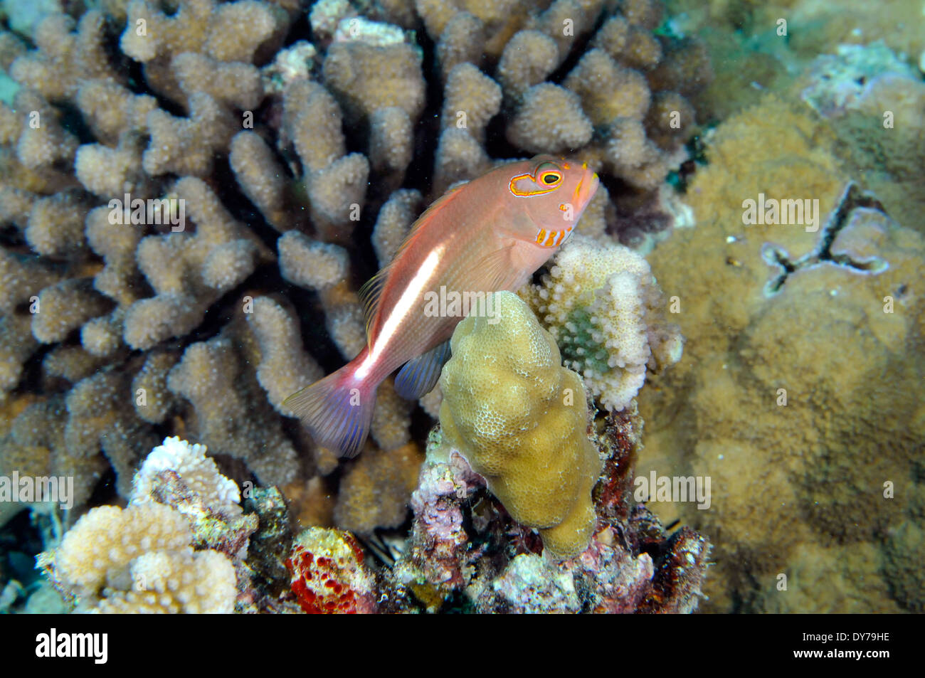 Arc-Eye Hawkfish, Paracirrhites arcatus, Oahu, Hawaii, STATI UNITI D'AMERICA Foto Stock