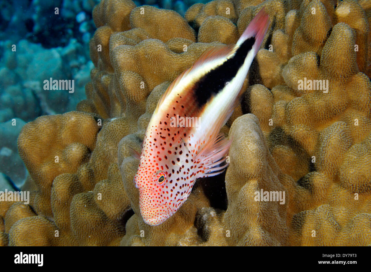 Blackside hawkfish, Paracirrhites forsteri, in una Pocillopora coral, Oahu, Hawaii, STATI UNITI D'AMERICA Foto Stock