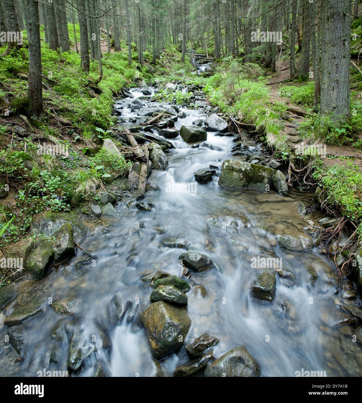 Flusso di primavera nelle montagne dei Carpazi. Foto Stock