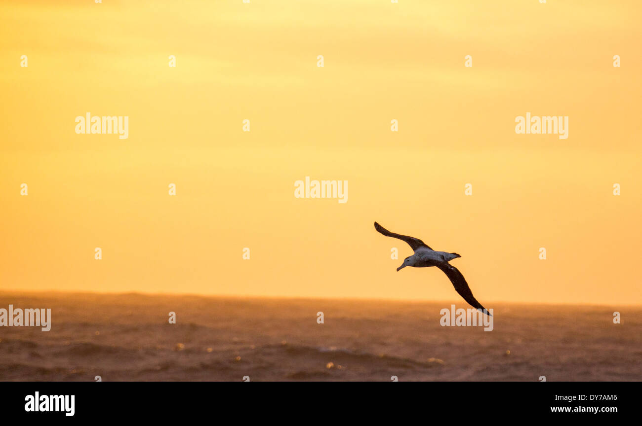 Un vagare Albatross, l'Uccello con la più lunga apertura alare nel mondo al tramonto nel passaggio di Drake, Antartide. Foto Stock