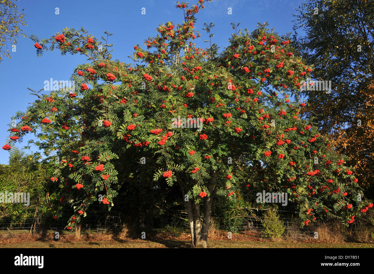 Fioritura di albero e cielo blu in background, Manapouri, Isola del Sud, Nuova Zelanda Foto Stock