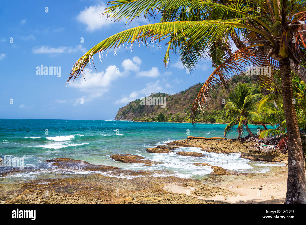 Green Palm tree sulla Costa de la Miel, Panama sul Mar dei Caraibi Foto Stock