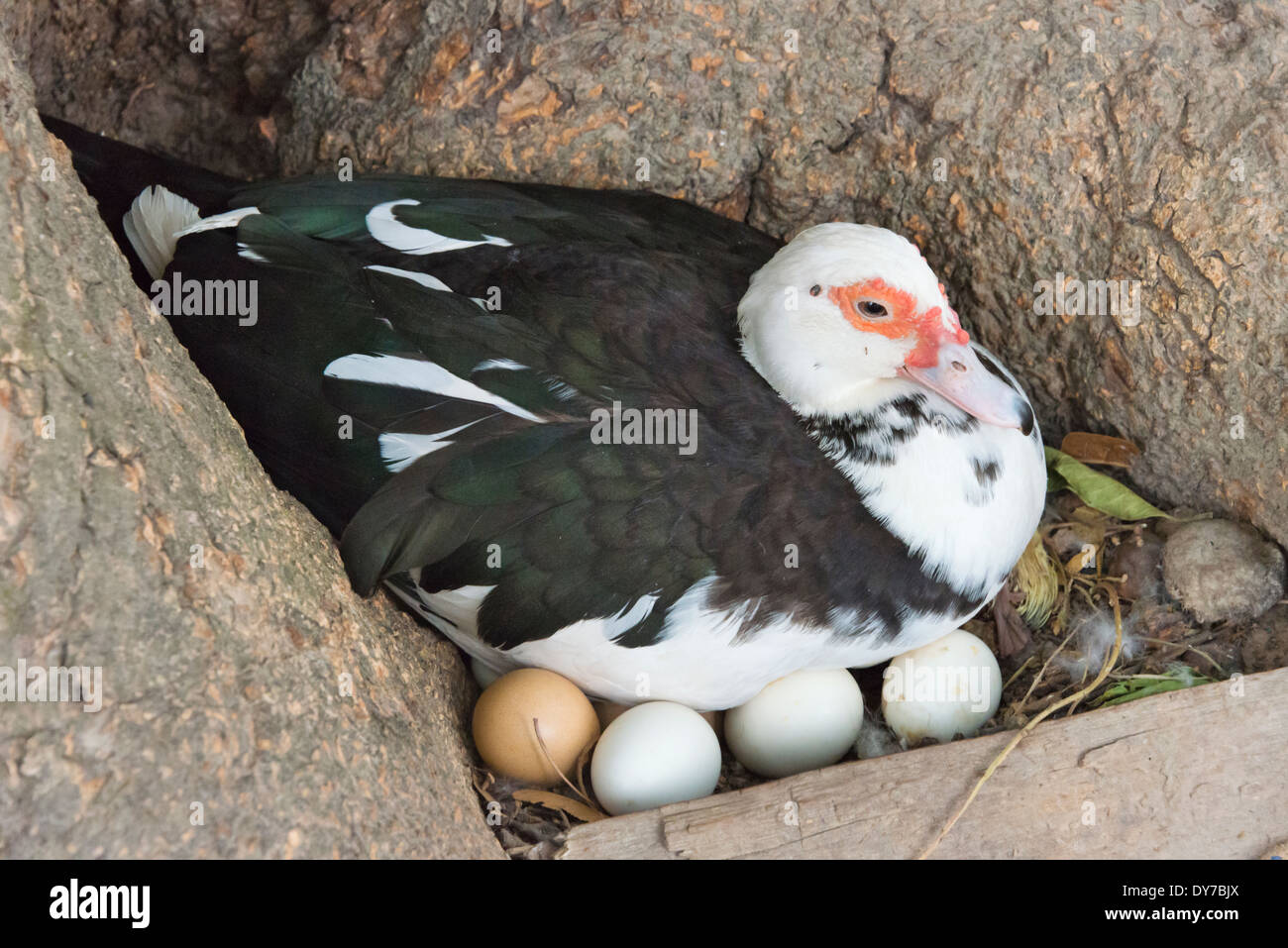Madre anatra seduta sulle uova, Los Llanos, Venezuela Foto Stock