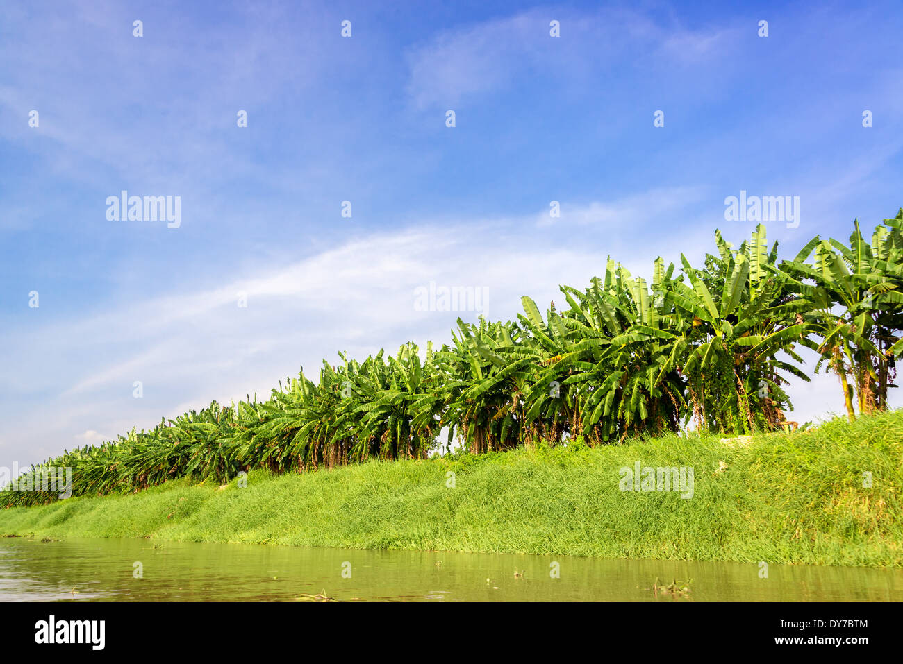 Fila di alberi di banane visto dalla riva del fiume Magdalena in Colombia Foto Stock