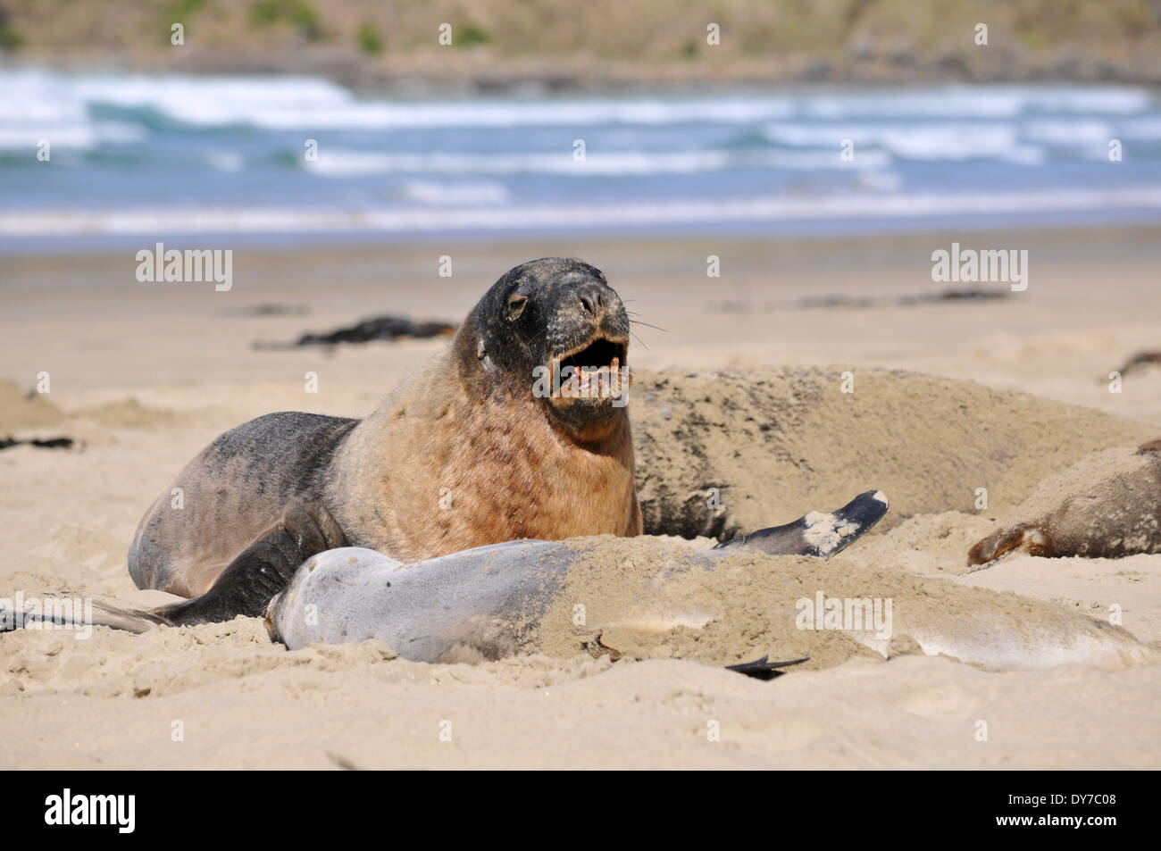 Endemico Hooker di leoni di mare, Phocarctos hookeri, uno del mondo più rare specie di leoni di mare, Catlins coast, Nuova Zelanda Foto Stock