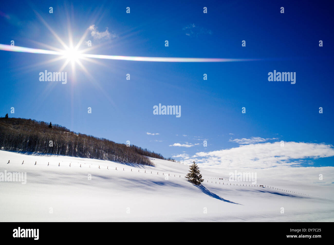 Lone Tree proietta ombra lunga sulla neve, Bridger deserto, Wind River gamma di montagna, Wyoming USA Foto Stock