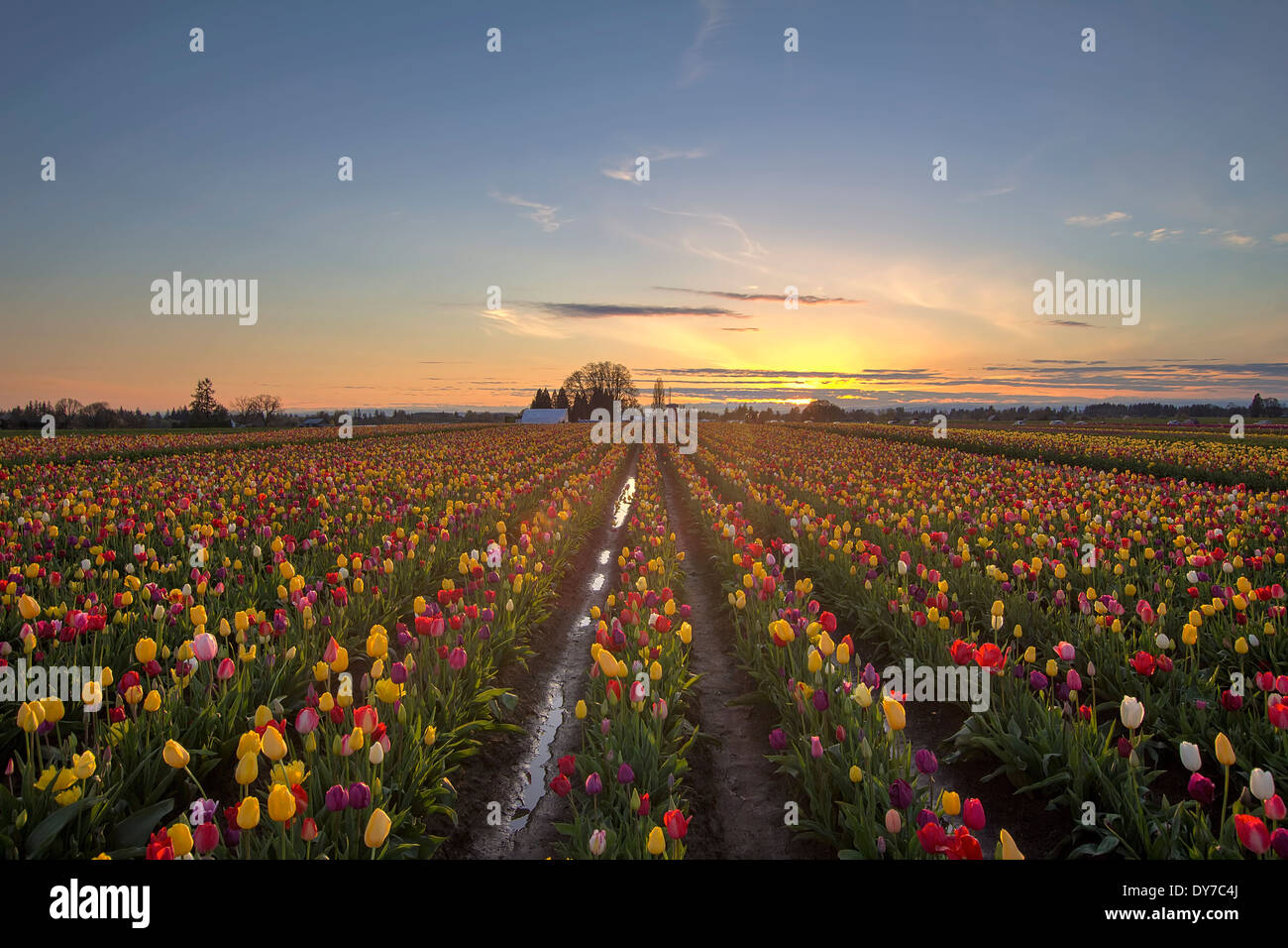 Tulip fiori che fioriscono in primavera al campo di tulipani al tramonto Foto Stock