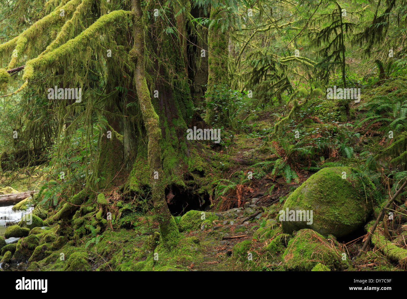 La foresta pluviale temperata di Goldstream Park, l'isola di Vancouver Foto Stock