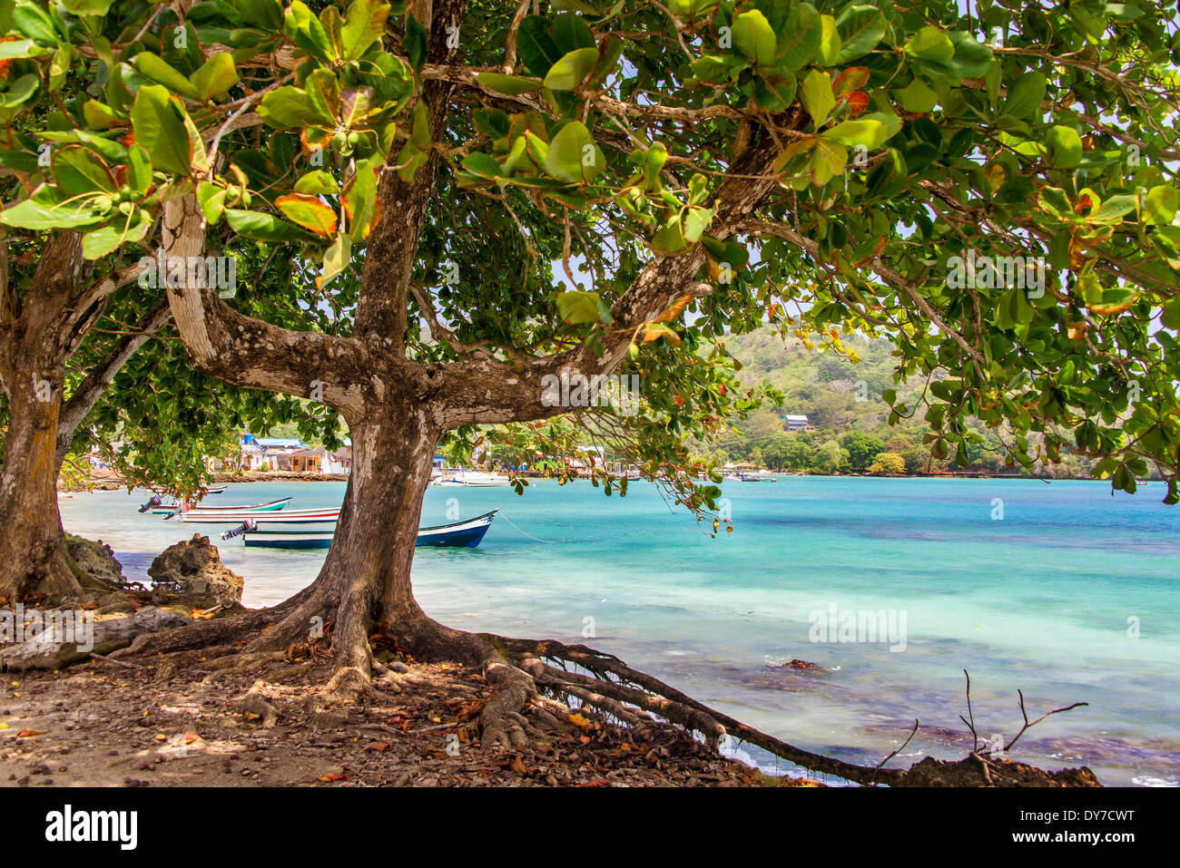 Vista del Mar dei Caraibi da sotto un albero in Sapzurro, Colombia Foto Stock