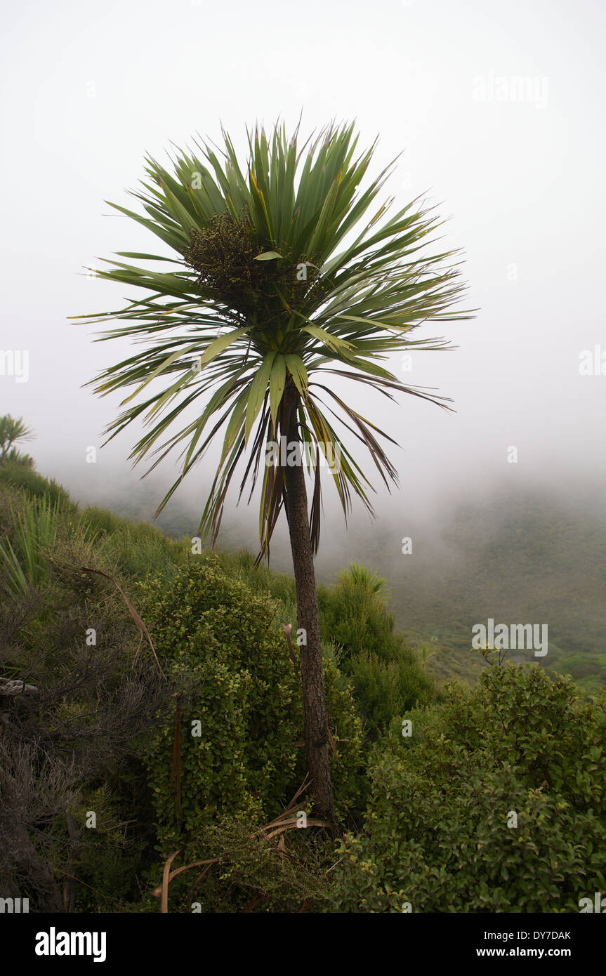 Palm solitario crescente a livelli moderati di elevazione sopra Tapotupotu in Nuova Zelanda. Foto Stock