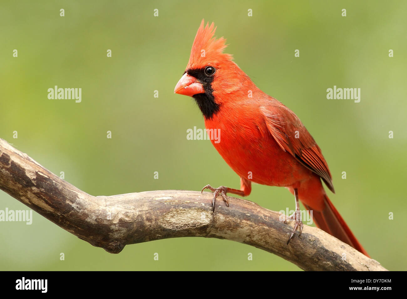 Un maschio cardinale in posa per me vicino è bird feeder. Foto Stock