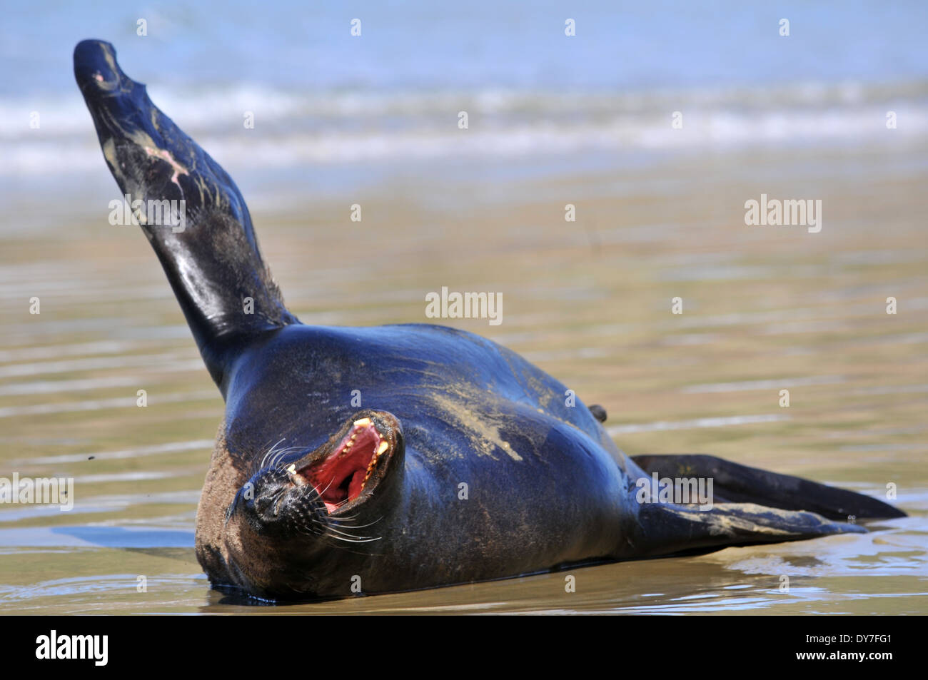 Endemico Hooker il leone di mare, Phocarctos hookeri, una delle specie più rare di leoni marini al mondo, Catlins coast, Nuova Zelanda Foto Stock