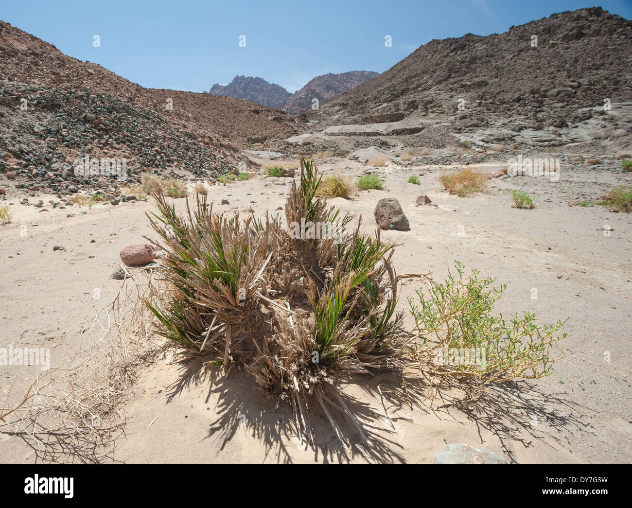 Deserto arido paesaggio nel telecomando egiziano deserto orientale con resti di data Palm tree in primo piano Foto Stock