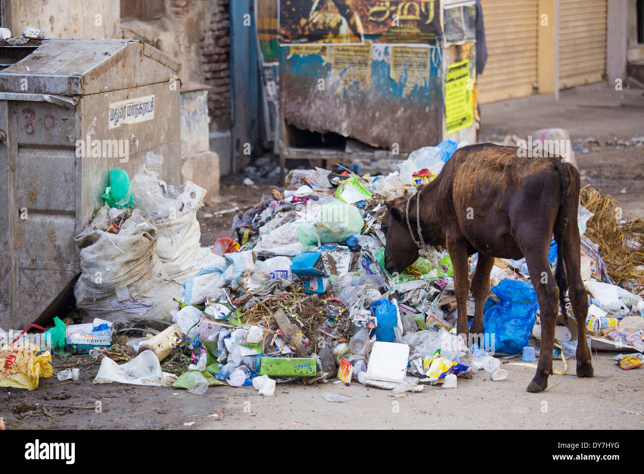 Mucca mangiare da un mucchio di rifiuti a Madurai, Tamil Nadu, India Foto Stock