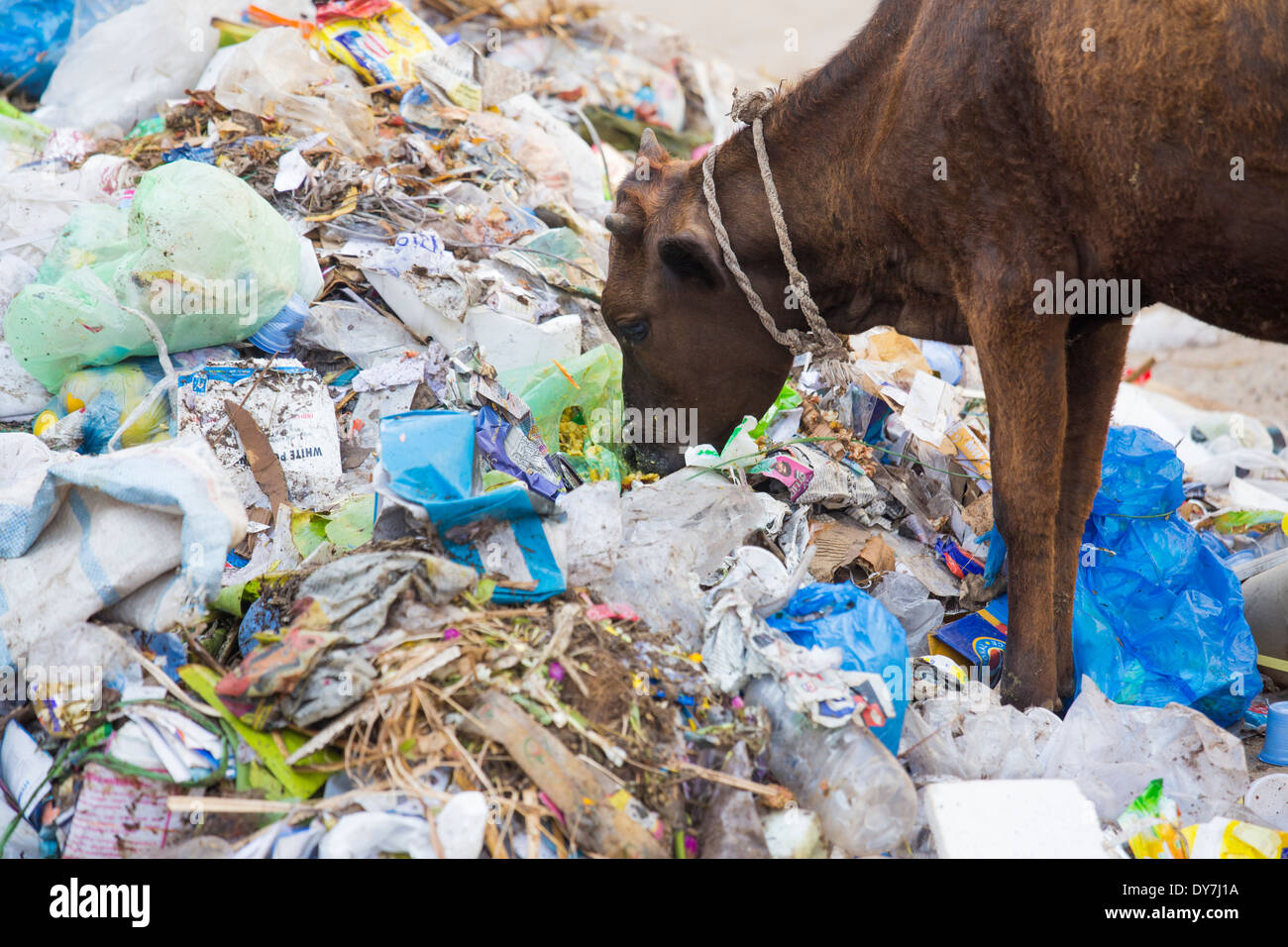 Mucca mangiare da un mucchio di rifiuti a Madurai, Tamil Nadu, India Foto Stock