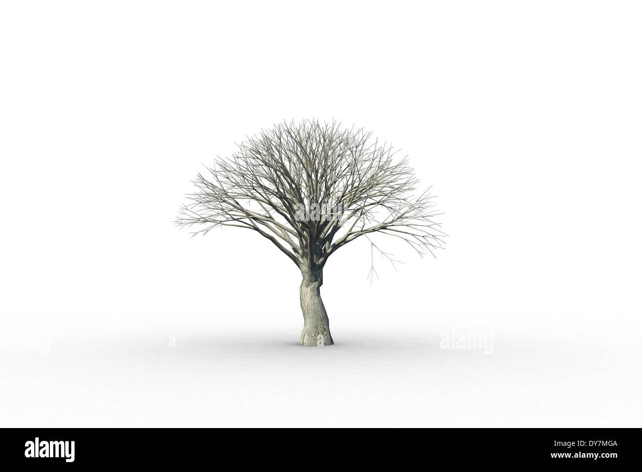Albero morto con foglie di n. Foto Stock