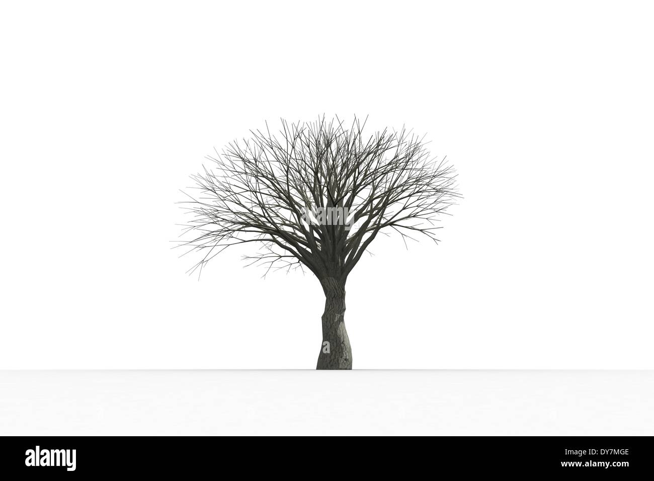 Albero morto con foglie di n. Foto Stock