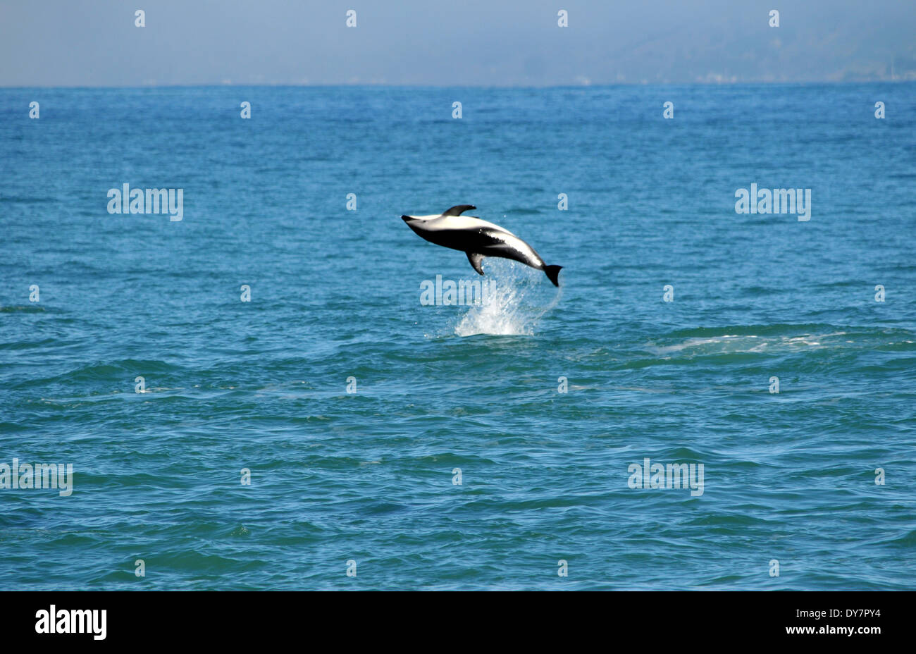 Delfino dusky, Lagenorhynchus obscurus, saltando, Kaikoura, Isola del Sud, Nuova Zelanda Foto Stock