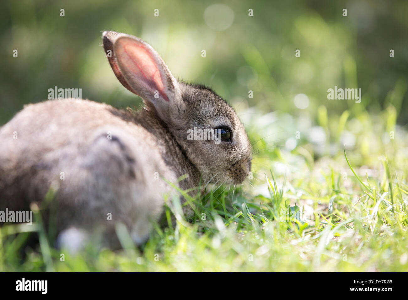 Coniglio giovane su erba verde sotto il sole Foto Stock