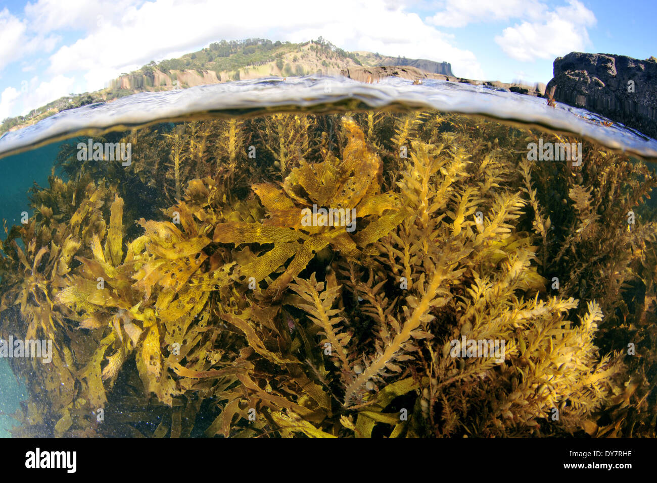 Comune di kelp, Ecklonia radiata, Laminariales, la Goat Island, Nuova Zelanda, Oceania Foto Stock