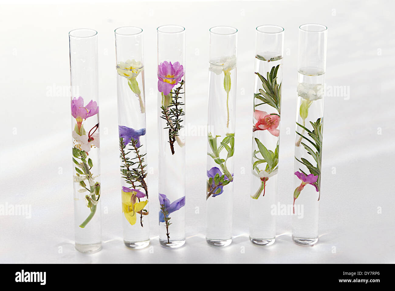 Medicina di erbe Foto Stock