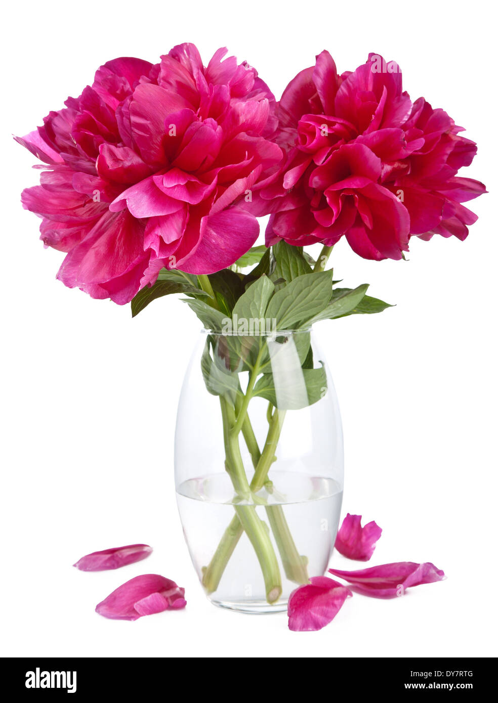 Peonia fiori in vaso isolato Foto Stock