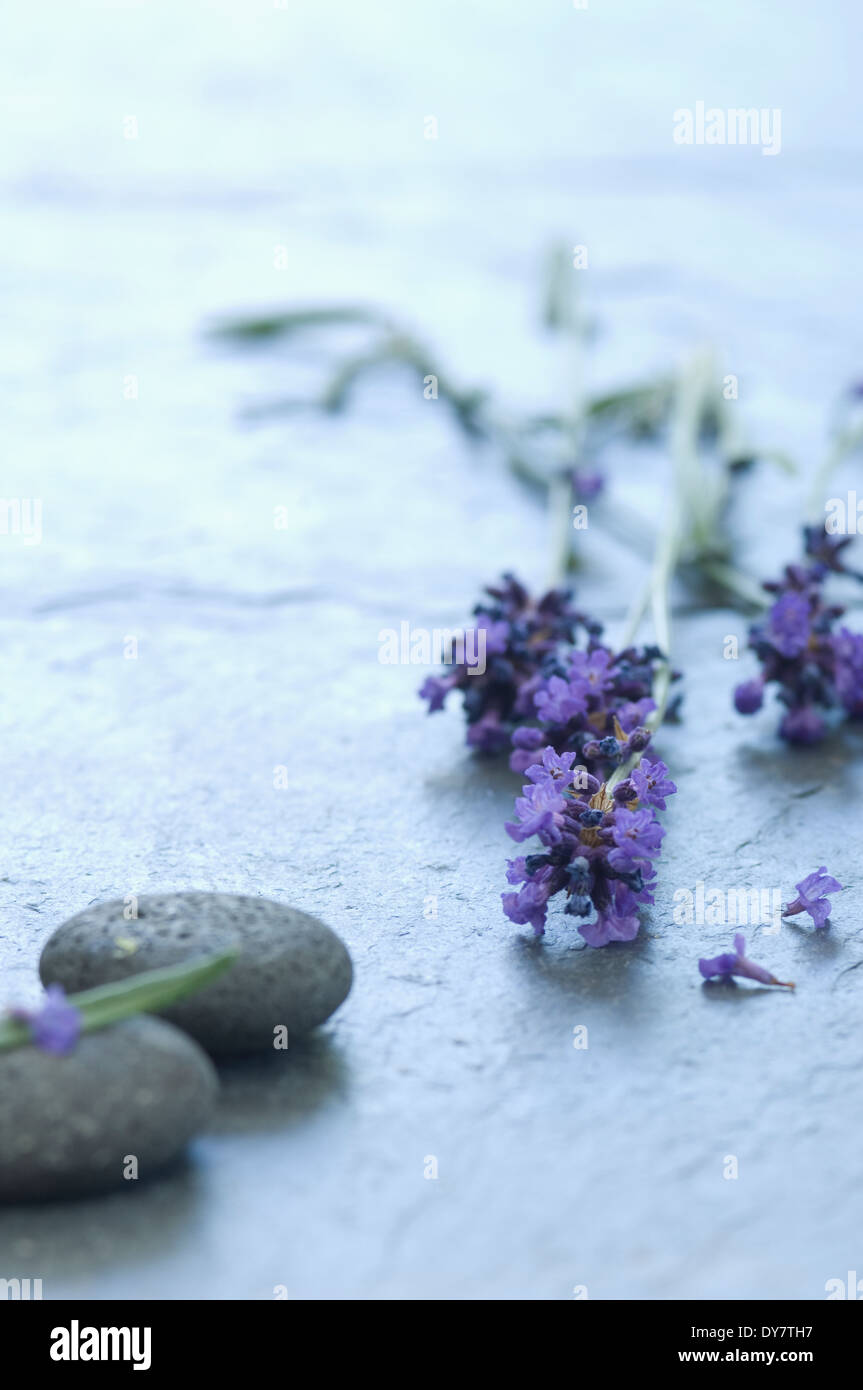 Ramoscelli di lavanda (Lavendula angustifolia) e ciottoli grigio Foto Stock