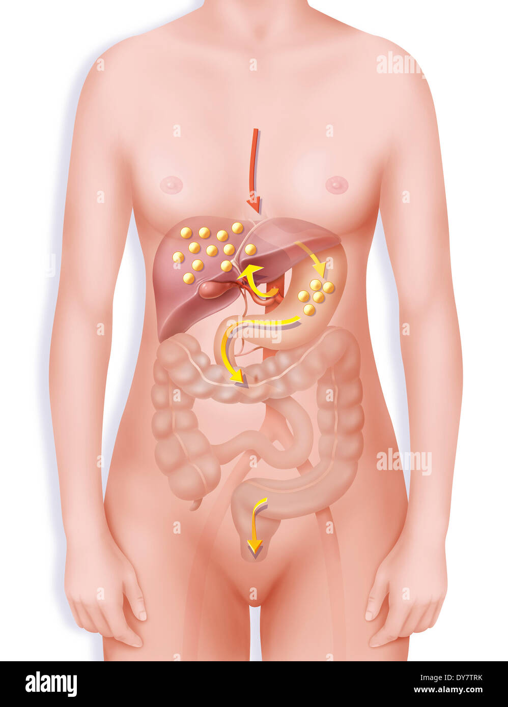 Colesterolo Foto Stock