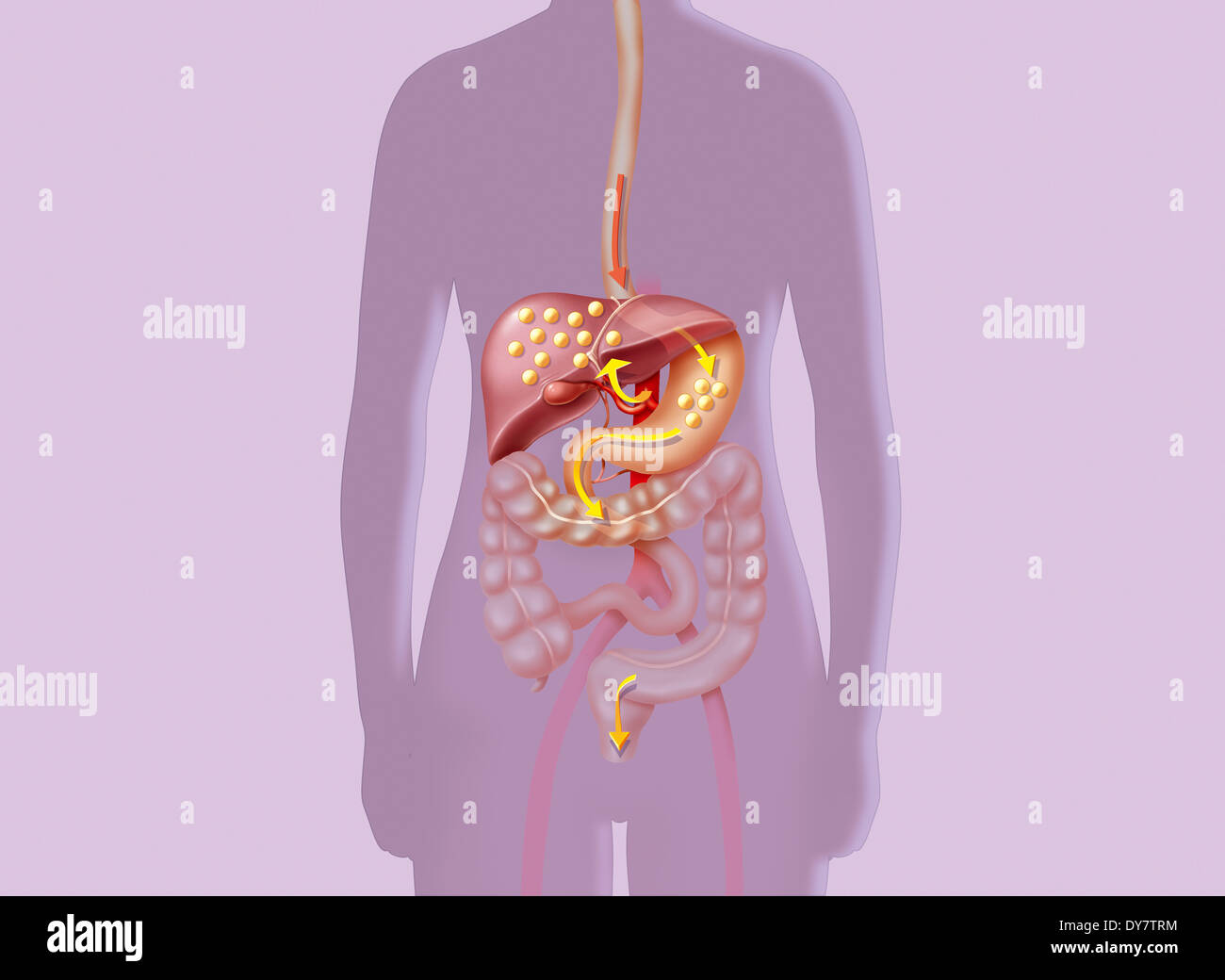 Colesterolo Foto Stock