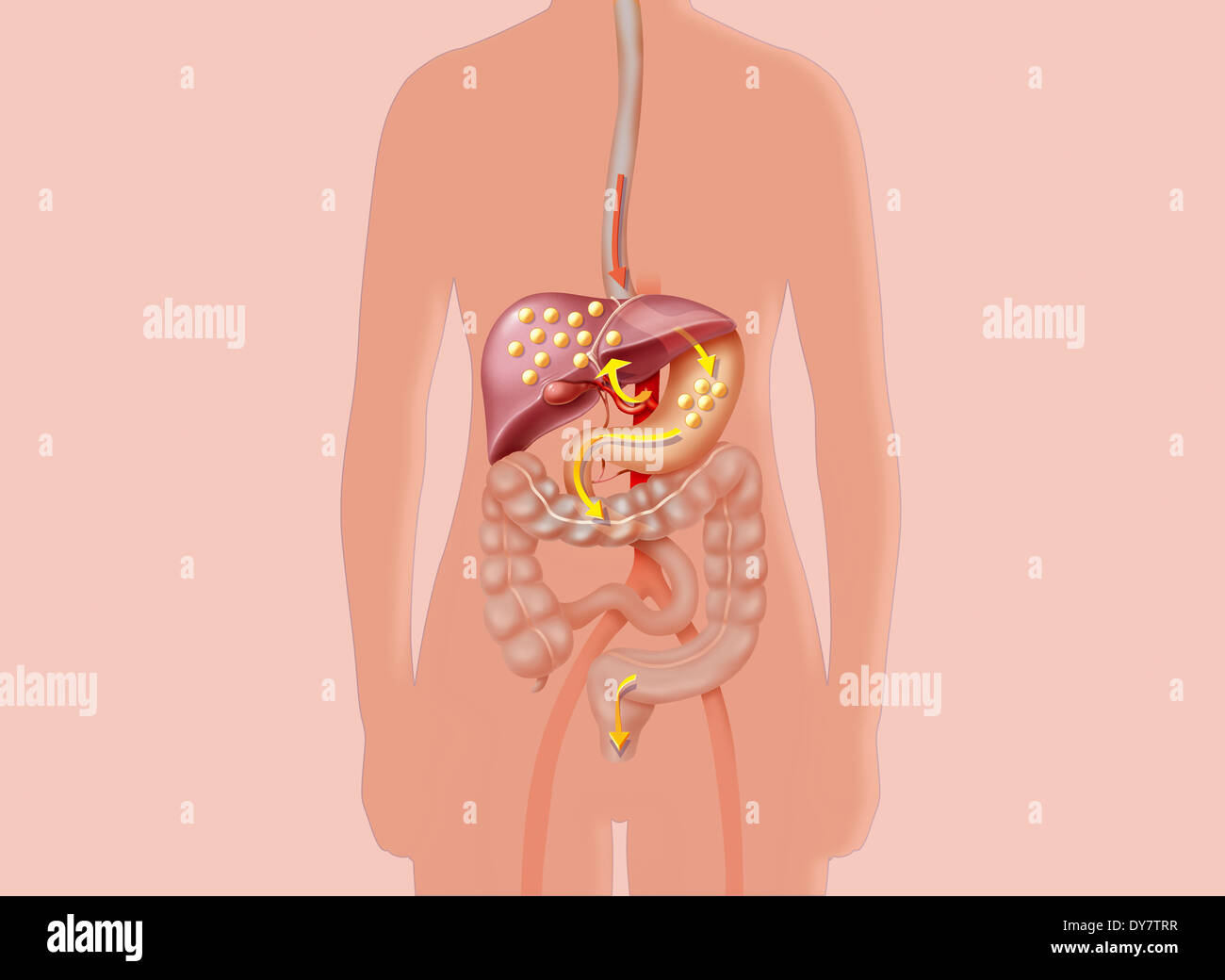 Colesterolo Foto Stock