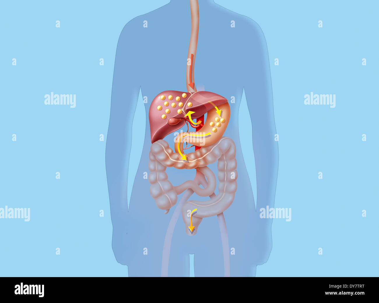 Colesterolo Foto Stock