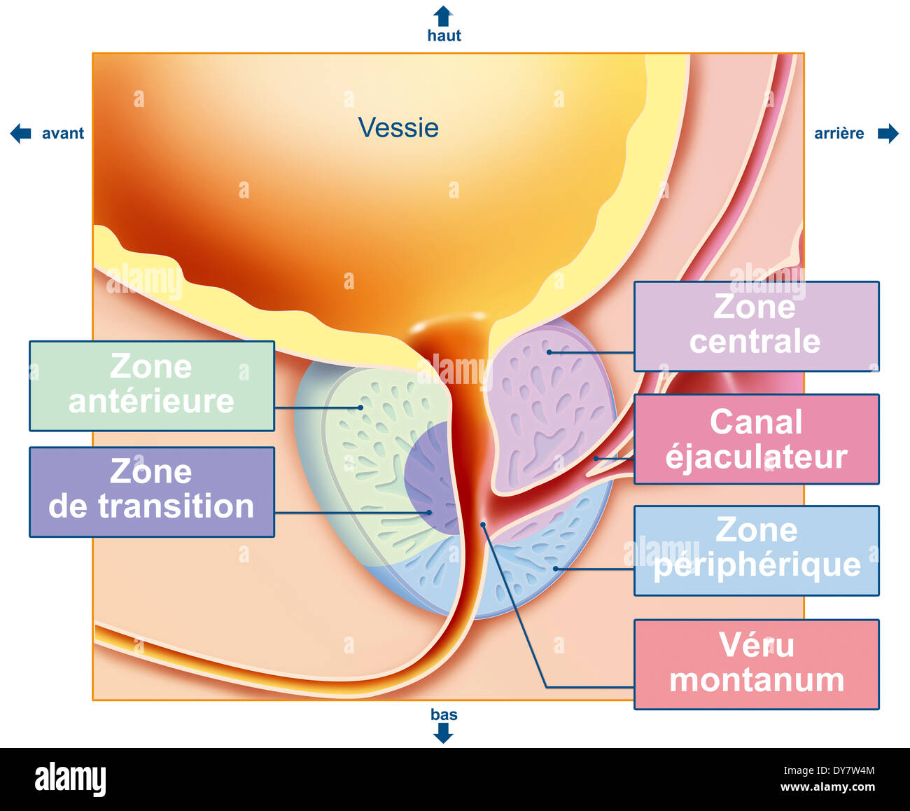 Prostata, disegno Foto Stock