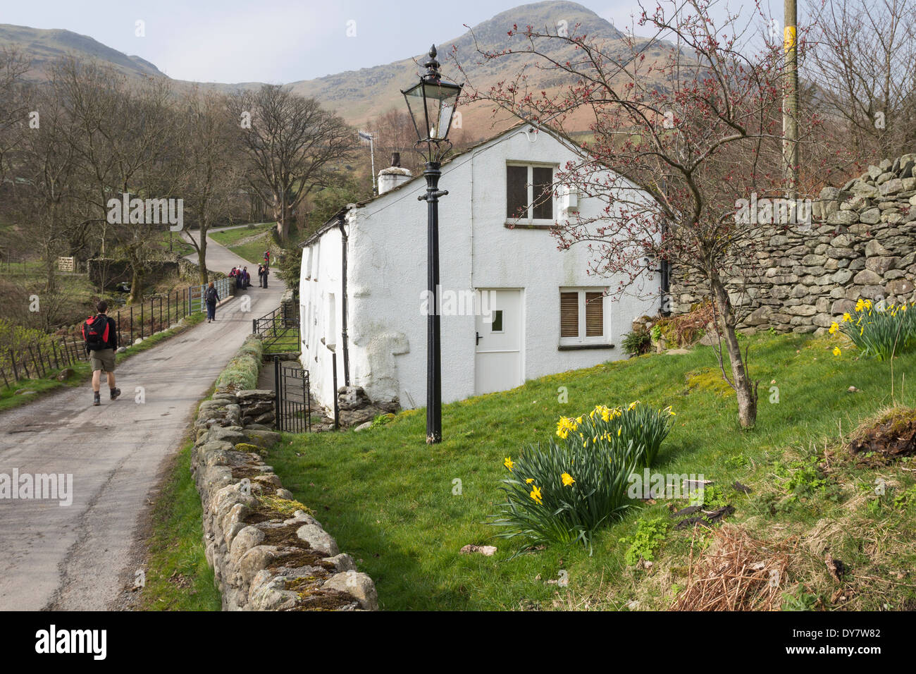 Cottage tradizionale con Giunchiglie in Glenridding Lake District Cumbria Regno Unito Foto Stock