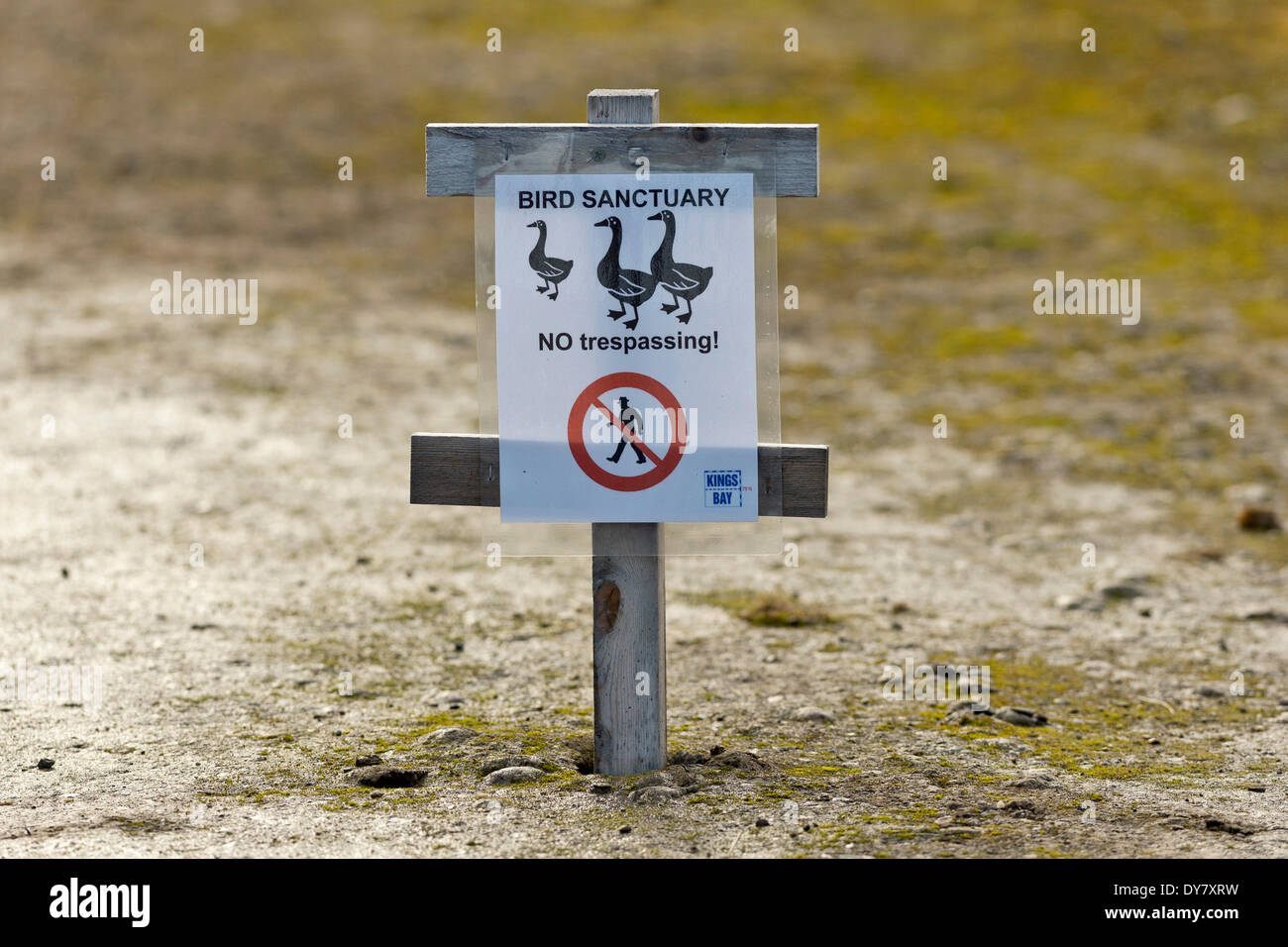 Segno, il santuario degli uccelli, Ny-Alesund, Spitsbergen, isole Svalbard Isole Svalbard e Jan Mayen, Norvegia Foto Stock