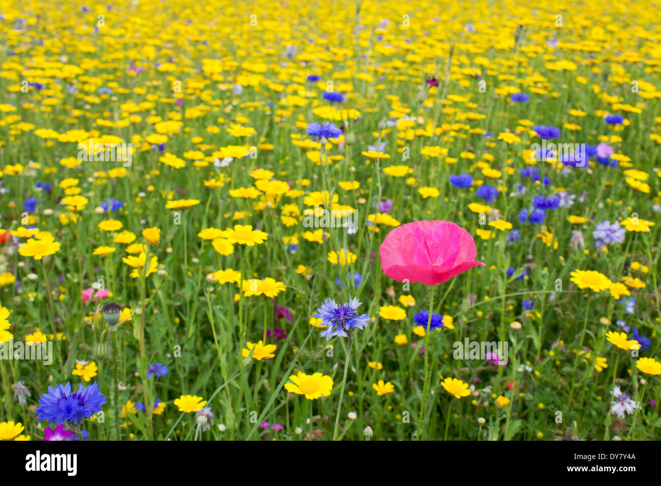 In Germania, in Renania Palatinato, Rosa Islanda papavero (Papaver nudicaule), blu Fiordaliso (Centaurea cyanus), mais giallo calendula (Glebionis segetum) Foto Stock